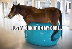 funny-horse-is-tonning-his-core-with-an-exercise-ball1