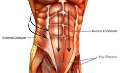abdominal power muscles
