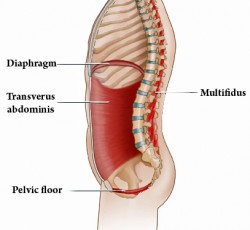 deep abdominal muscles