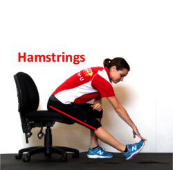 seated hamstrings labelled